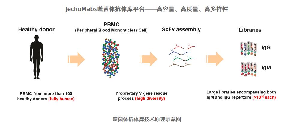 JechoMabs噬菌体抗体库平台